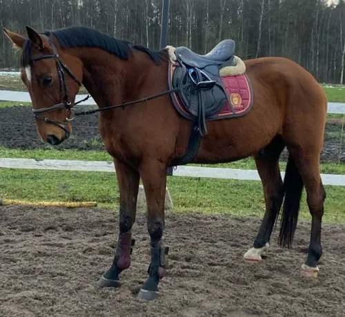 Мерин (2019 г.р.) в аренду!