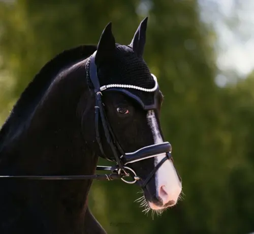 Ищем лошадь уровня от юношеских езд в полную аренду, СПб
