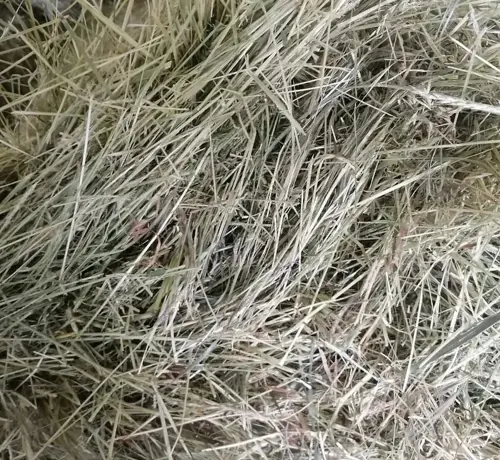Предлагаем сено